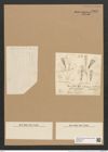 Licmophora tincta (Ag.) Grun. (de-Toni-Nr.: Genus 86, Species 2969) Zeichnungen Sammlung Grunow Nr. 6029 (NHMW-BOT-W0374531)